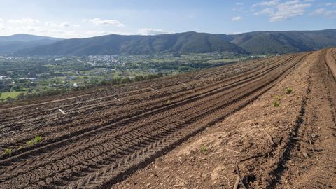 Imagen de una nueva plantación de viñedo tomada en la zona de Quiroga durante esta primavera