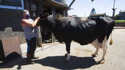 La vaca Perlita, en la Ganadería García, Dumbría