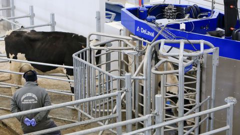 La Granxa Experimental do Leite, inaugurada el pasado otoño, es utilizada por profesores y por alumnos de Veterinaria