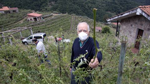 Un viñedo de la parroquia de San Fiz que resultó dañado en una tormenta de granizo el pasado junio