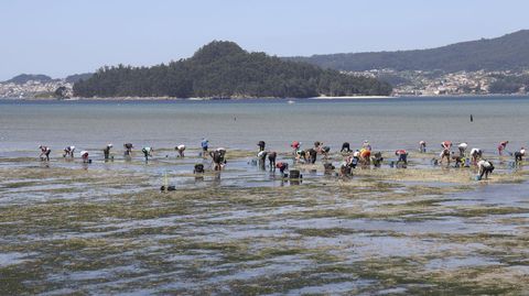 Mariscadoras realizando el traslado de cría de almeja en Os Praceres