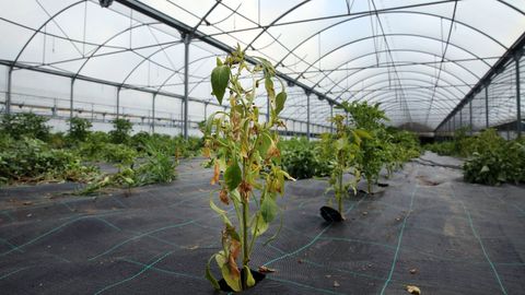 Planta de pimiento de Padrón afectada por el virus del bronceado