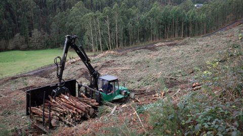 La actividad forestal está presente en muchas comarcas de Lugo