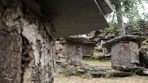Algunos de los cortizos donde están las abejas