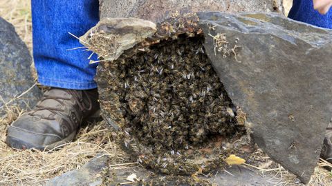 Abejas en el interior de uno de los cortizos
