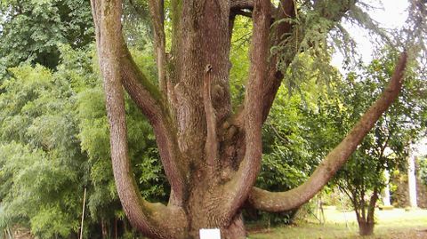 Cedro del Atlas, pazo de Gandarón, Pontevedra