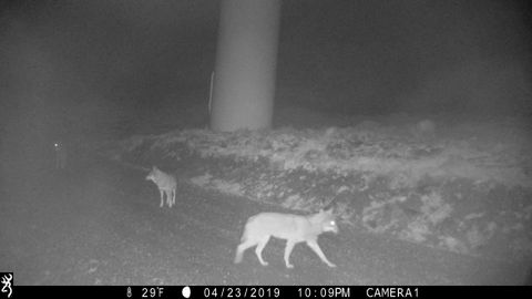 Ejemplar de lobo captado por una cámara de fototrampeo