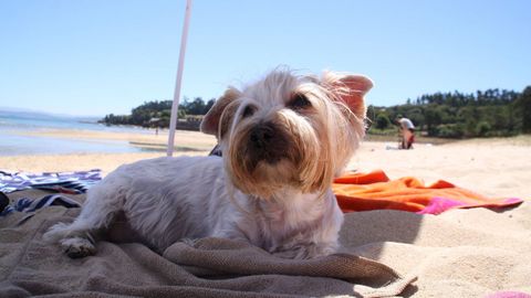 Un perro bajo la sombrilla en la playa del Arenal, en A Pobra.