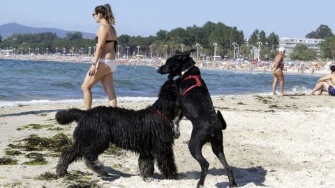 Perros jugando en la playa de A Foz, en Vigo.