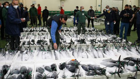 Hasta mediados de la próxima semana todavía puede venderse bonito del norte fresco y español, como en esta subasta días atrás en Burela, líder en Galicia en ventas de ese túnido