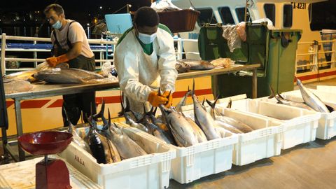 Imagen de archivo de una de las últimas descargas de bonito de esta costera en Burela, líder gallego en la venta de ese pescado azul de temporada