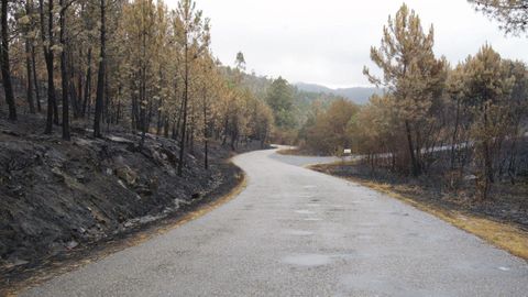 Imagen del monte quemado después del primer día de lluvias en 2006