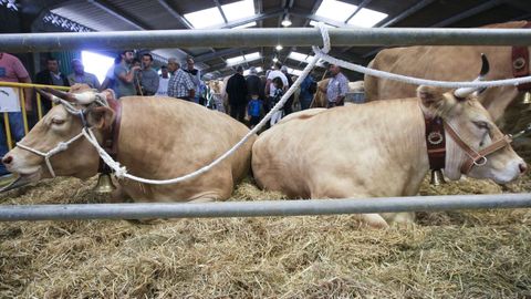 La feria de ganado de Friol reúne a criadores de las provincias de Lugo y de A Coruña