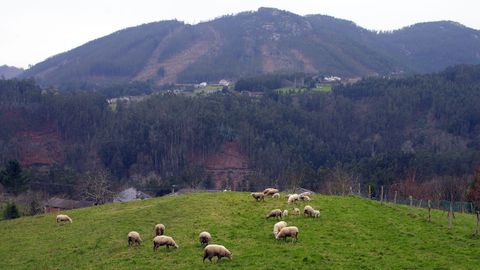 Los productores de ovino de zonas de montaña son unos de los que podrán baneficiarse del servicio