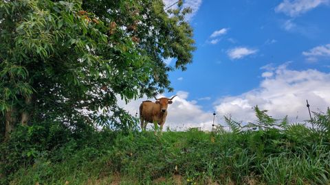 Vacas en Asturias