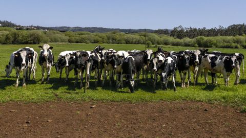 Unas vacas frisonas pastan en un prado