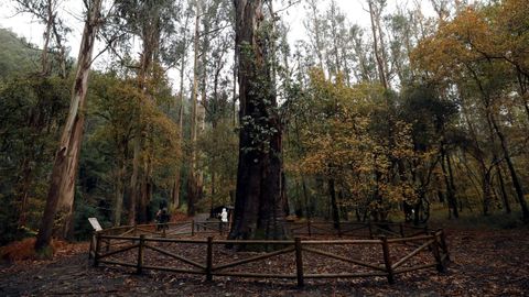 O souto da Retorta, en Viveiro, contn este eucalipto coecido como O Av.