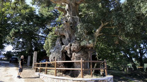 A Sobreira da Casa de Tristo, en Santiorxo, na Pobra do Brollón, destaca pola súa malformación, que é unha das súas principais particularidades.