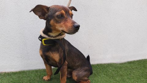 Mero, adoptado esta semana por una familia de Madrid.