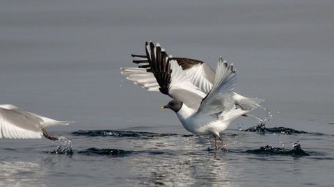 Gaviota de Sabine