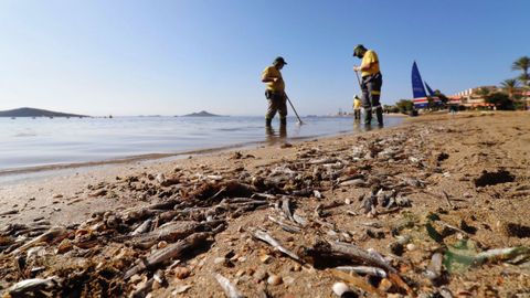 Miles de peces muertos por asfixia han sido retirados del Mar Menor en los últimos días
