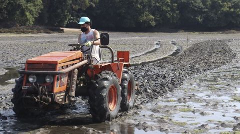 El tractor remueve el sedimento para facilitar la fijación de la cría de almeja