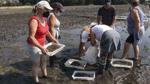 Las mariscadoras se reparten un millón de unidades de almeja para la siembra