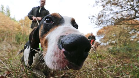 Cazadores del coto de Bagude, Portomarín, buscan con perros el rastro del jabalí en una imagen de archivo