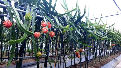 Plantación de pitayas en plena producción en Morás, en el concello de Xove