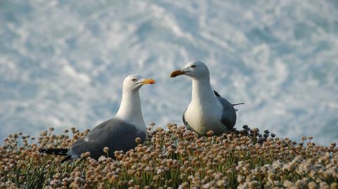 Gaviotas patiamarillas