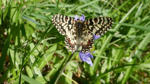 Mariposa arlequn