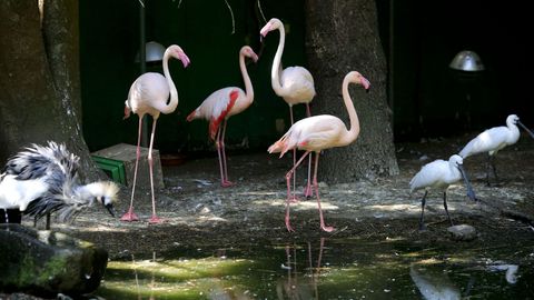 Los flamencos son unas de las aves más vistosas de Avifauna