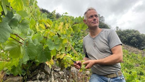 El bodeguero Martin Damm inició ayer la vendimia en sus viñas de godello de la subzona de Amandi, en el municipio de Sober