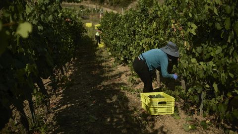ValdeSil abrió la vendimia en la D.O. Valdeorras, en una finca en Portela en Vilamartín