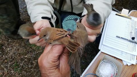 Medición de aves en unas jornadas de anillamiento organizadas en septiembre del 2019 en Ribas Pequenas, en el municipio de Bóveda