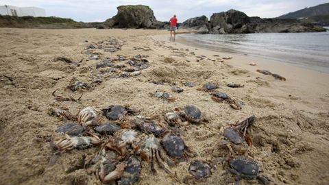 Miles de ejemplares de patexo yacen en la línea de marea del arenal de Valdoviño
