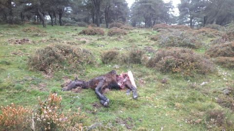 Un potro muerto por el ataque del lobo en la sierra de A Capelada, como denuncian los vecinos