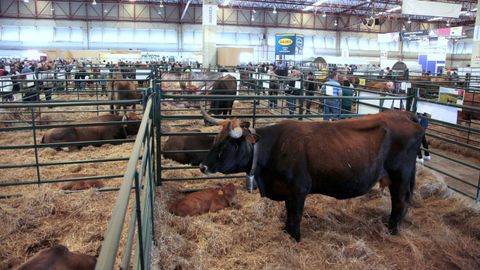 Imagen de archivo de unas vacas de raza autóctona en la feria
