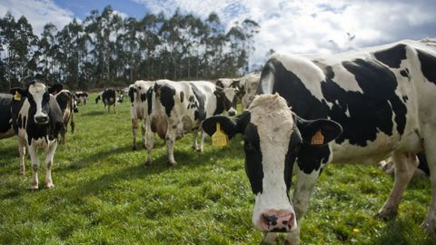 La única buena noticia está en el campo, con una buena cosecha de forrajes y mejor de lo esperado de maíz
