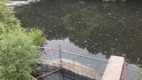 Imagen de un tramo del río Tambre en el que se observan las consecuencias del vertido