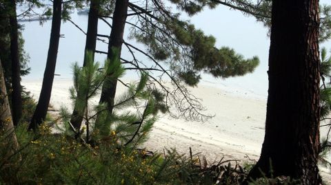 La playa desde el pinar