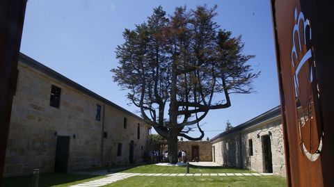 El abeto blanco del pazo de Quintáns, en Noalla, en Sanxenxo