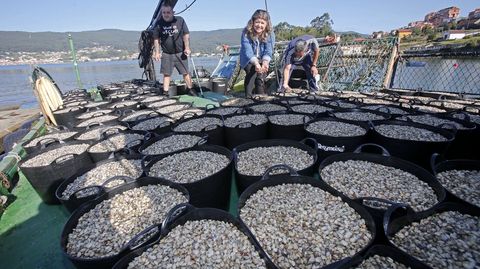 Capachos llenos de cría de almeja babosa a bordo del barco de la lonja de Campelo