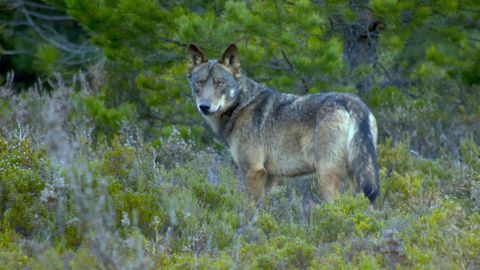Imagen de un lobo avistado en la sierra de la Culebra, en la provincia de Zamora
