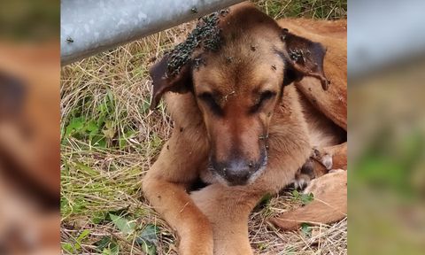 Estado en el que apareció Limón, abandonado en As Pontes