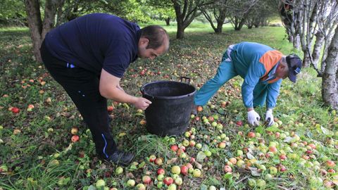 La manzana de suelo, la primera que se recolecta, se destina a la elaboración de vinagre o sidra achampañada