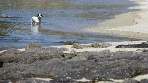 En O Grove hay playa para perros, pero en Sanxenxo no hay esa posibilidad