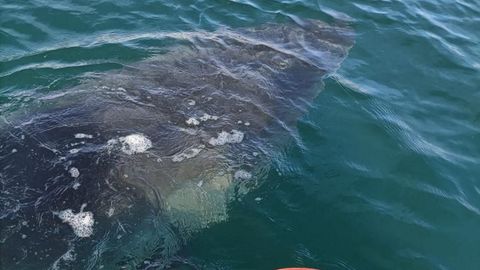 Avistamiento de un tiburón de cinco metros en Langosteira