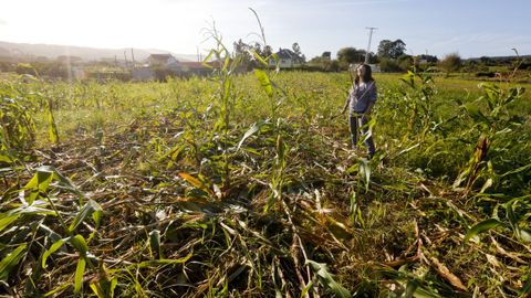 Elvira Muñiz, en una de las fincas afectadas por los destrozos del jabalí en Baldaio