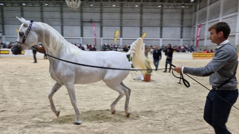 En el programa no faltan las actividades con caballos